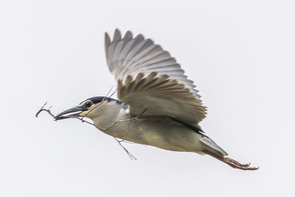 巣材を運ぶゴイサギ