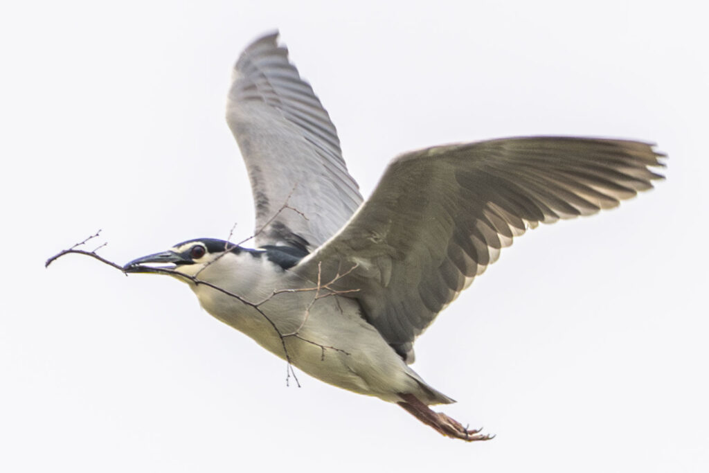 巣材を運ぶゴイサギ