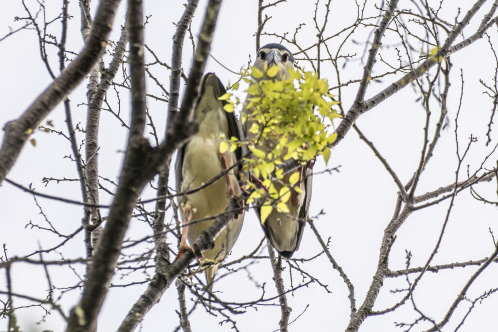 ゴイサギのカップル