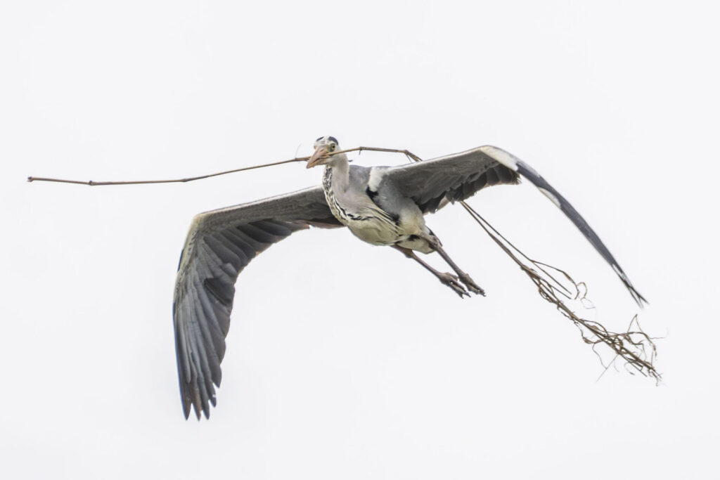 巣材を運ぶアオサギ