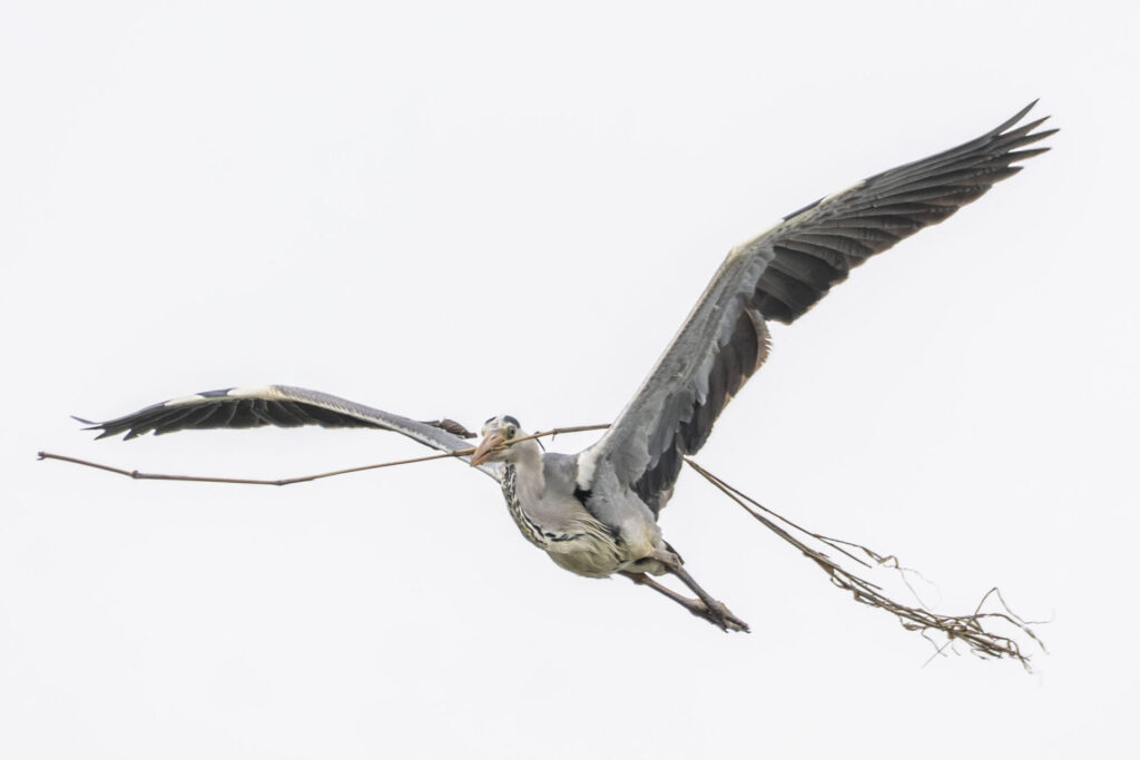 巣材を運ぶアオサギ