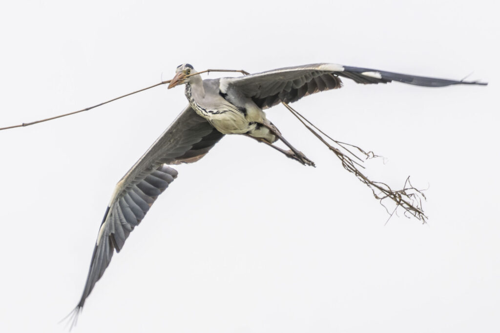 巣材を運ぶアオサギ