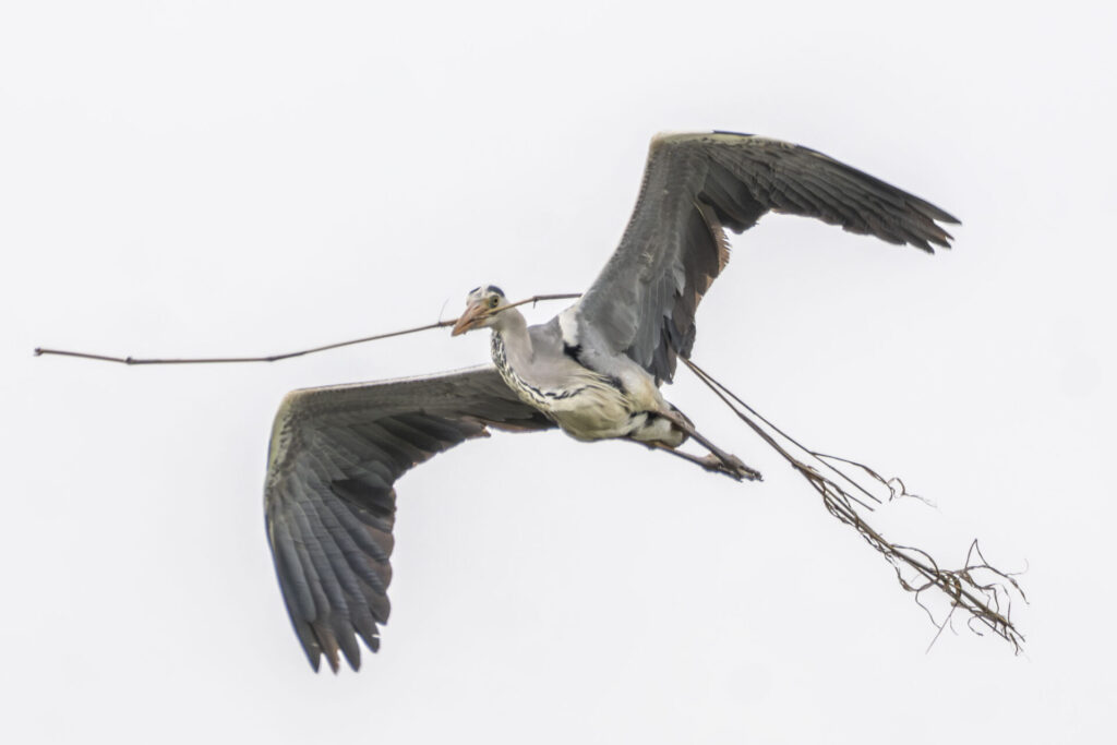 巣材を運ぶアオサギ