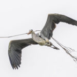 越谷サギコロニーdeトリ放題 越谷サギコロニーdeトリ放題