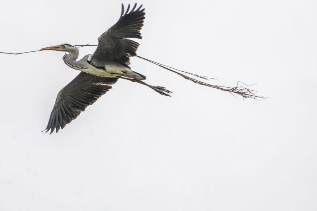 巣材を運ぶアオサギ