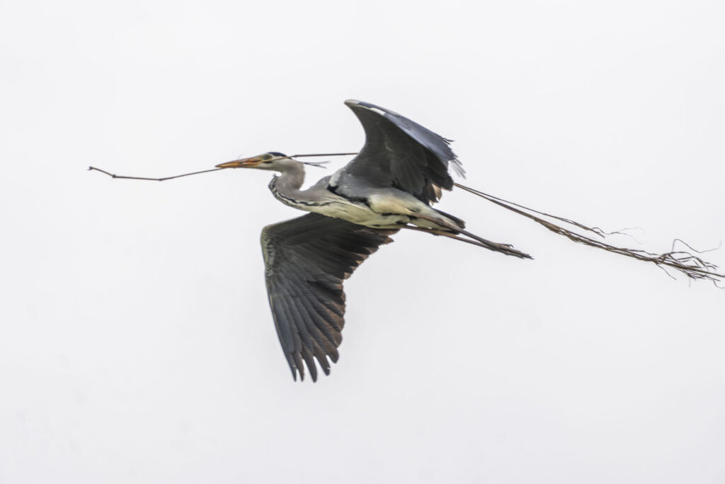 巣材を運ぶアオサギ