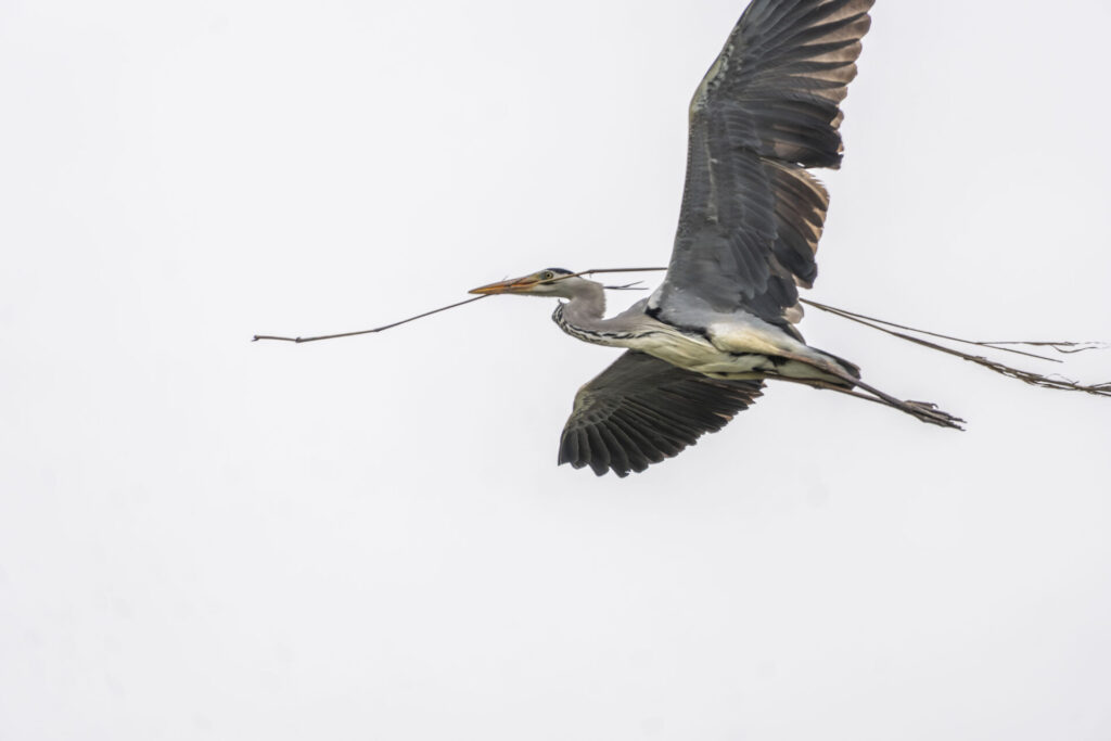 巣材を運ぶアオサギ
