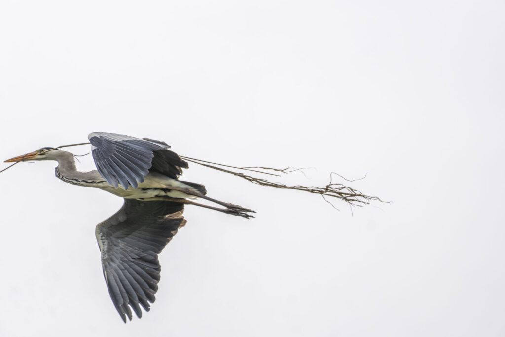 巣材を運ぶアオサギ
