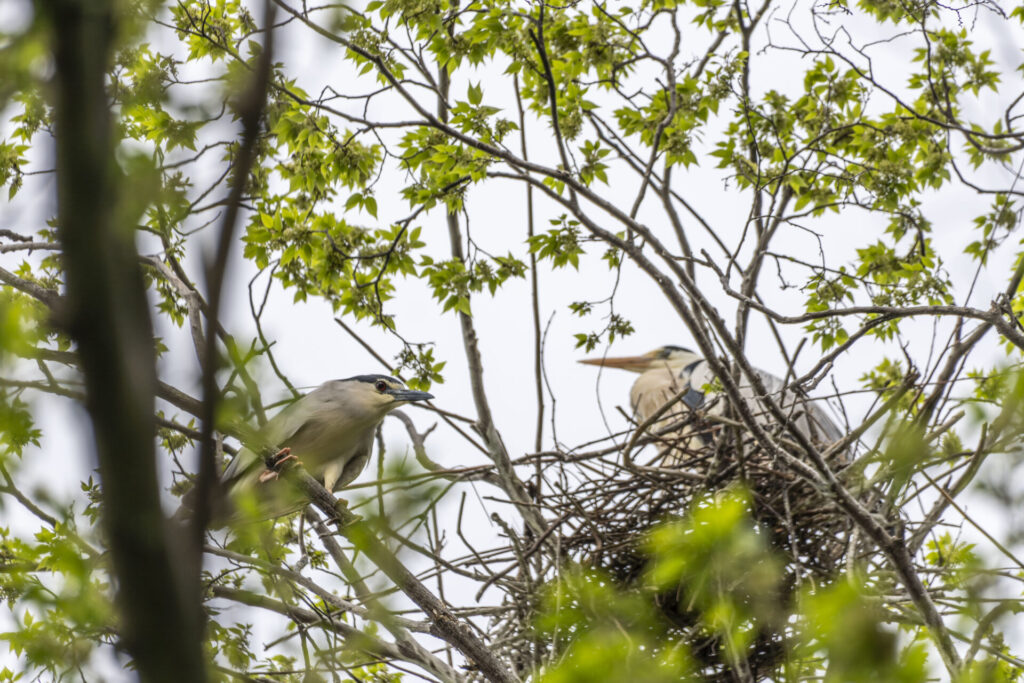 ゴイサギとアオサギ