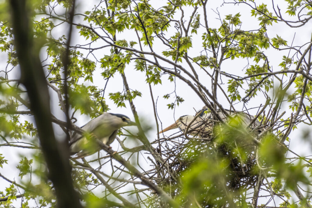 ゴイサギとアオサギ