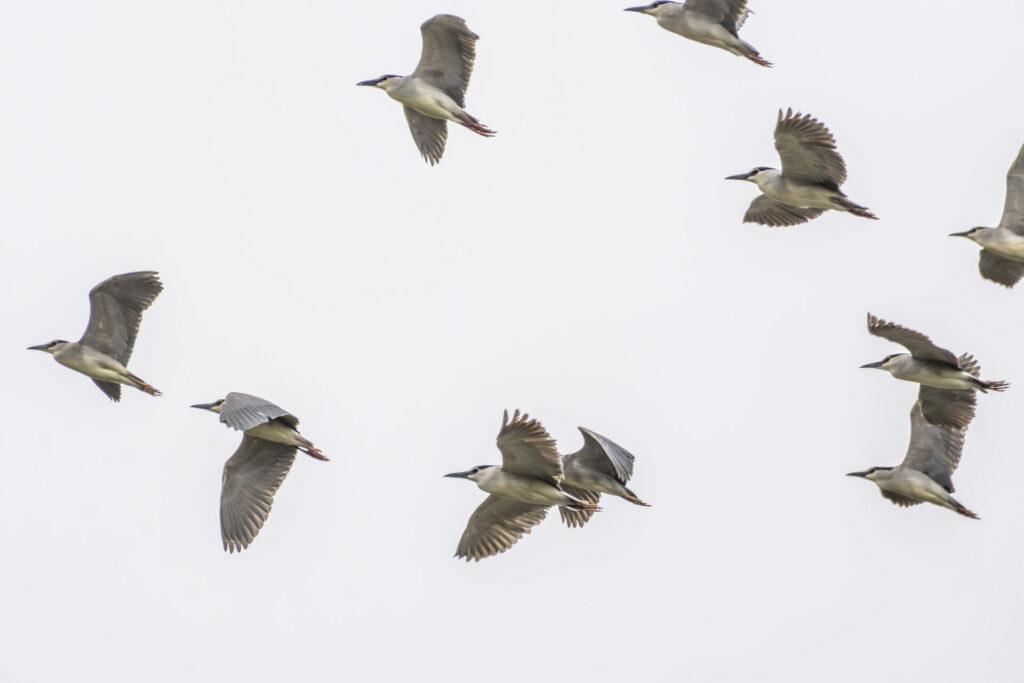 一斉に飛ぶゴイサギ