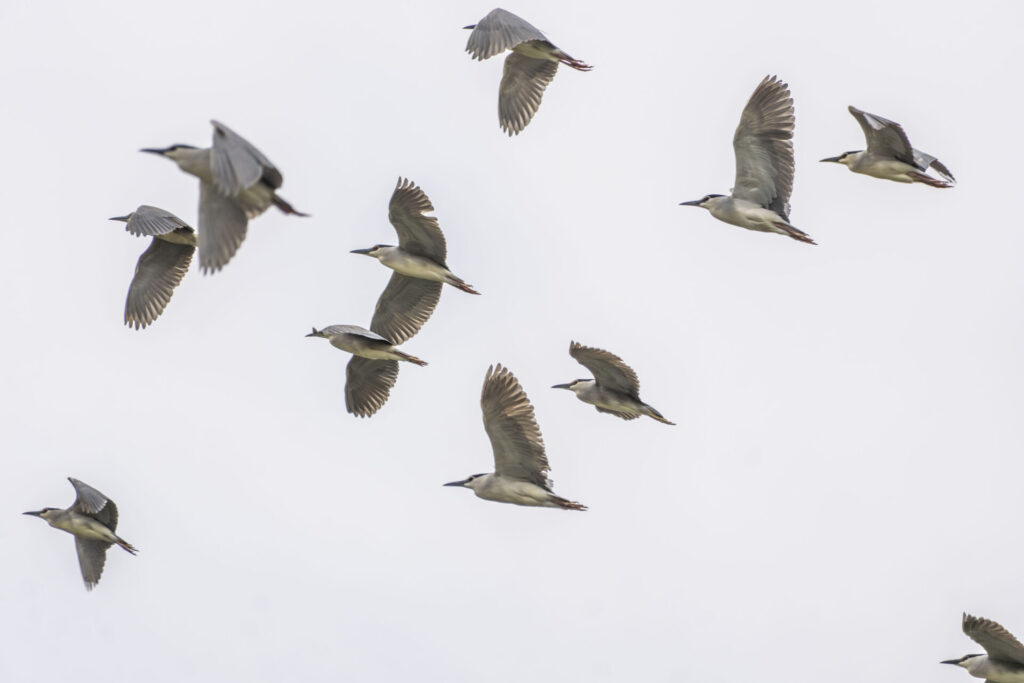 一斉に飛ぶゴイサギ