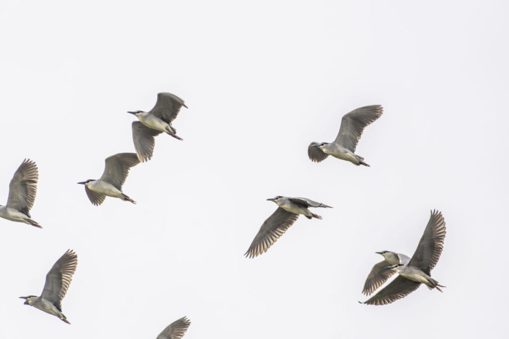 一斉に飛ぶゴイサギ