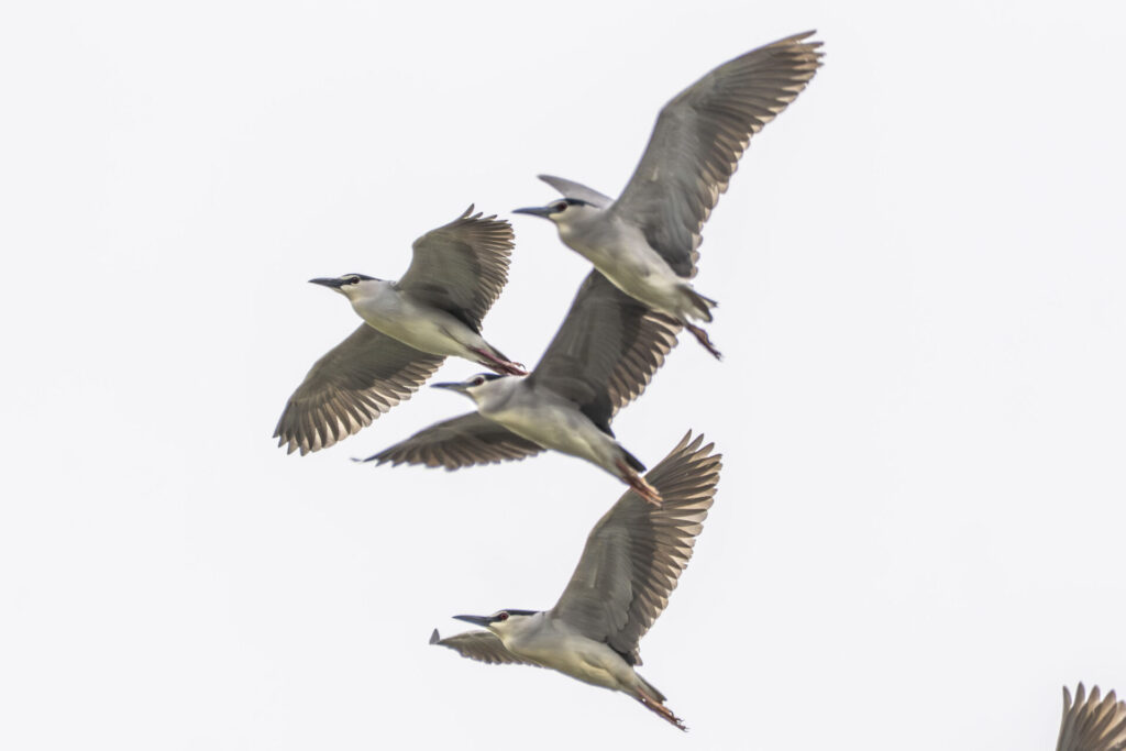 一斉に飛ぶゴイサギ