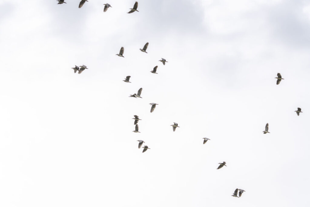 一斉に飛ぶゴイサギ