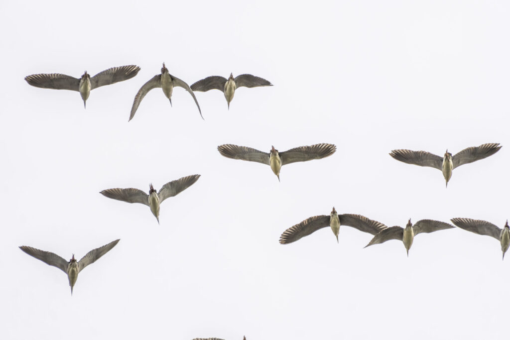 一斉に飛ぶゴイサギ