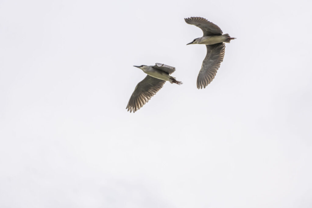 一斉に飛ぶゴイサギ