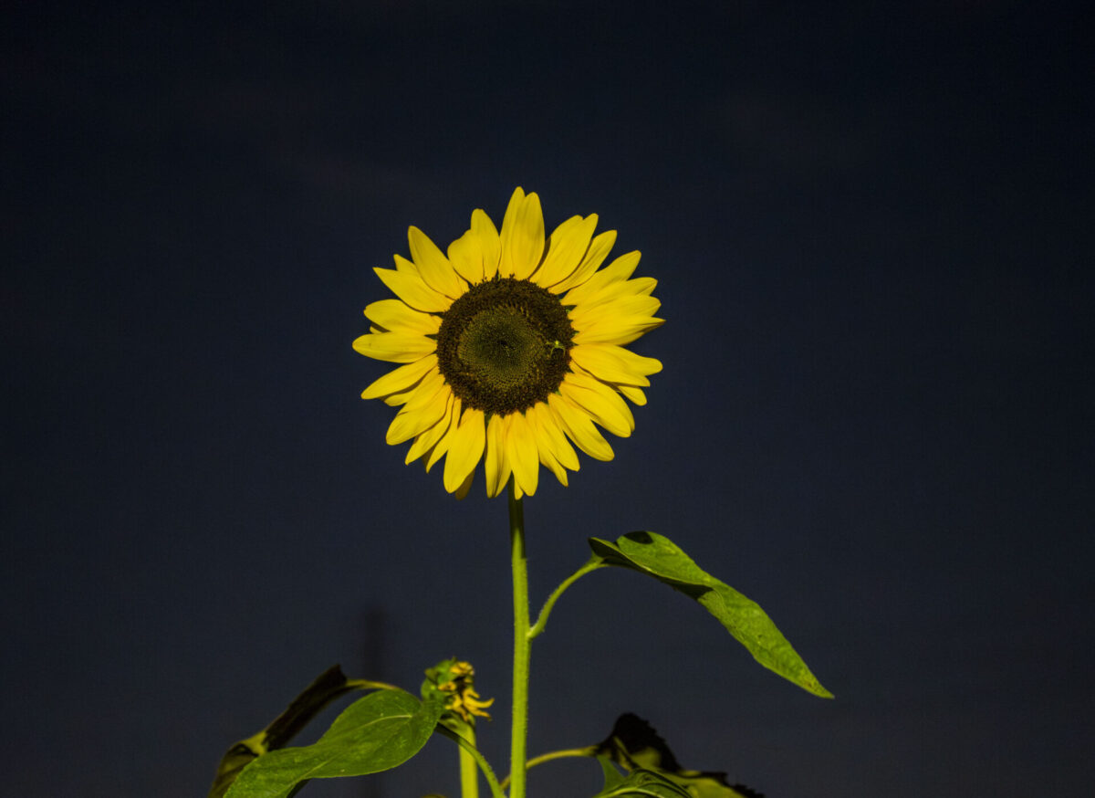 暑さに負けたあと 暑さに負けたあと