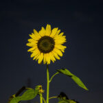 暑さに負けたあと 暑さに負けたあと