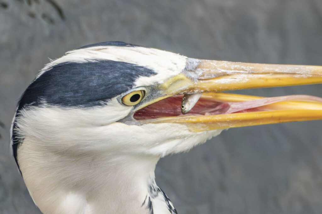 小魚を食べるアオサギ