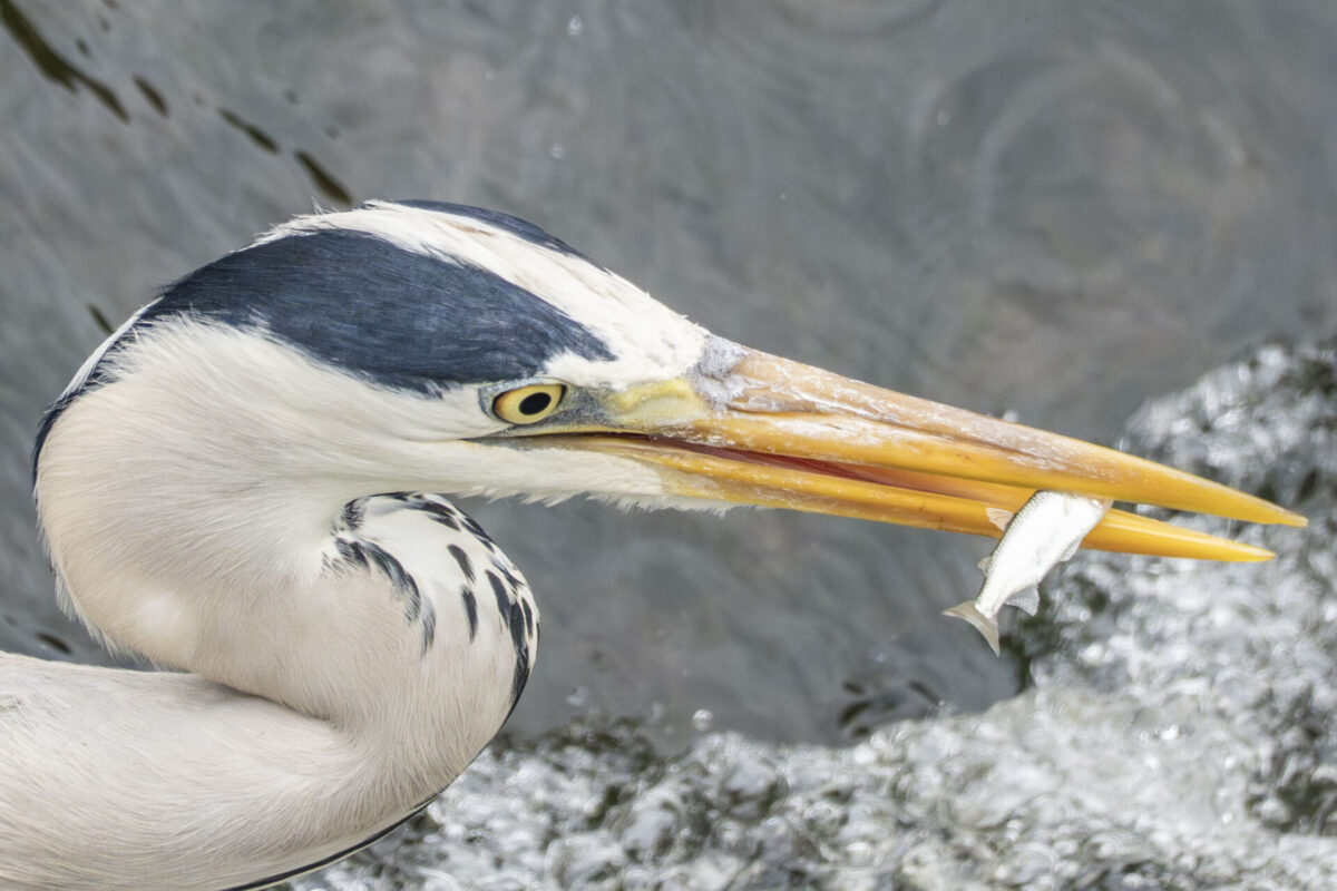 一喜のための一憂 一喜のための一憂