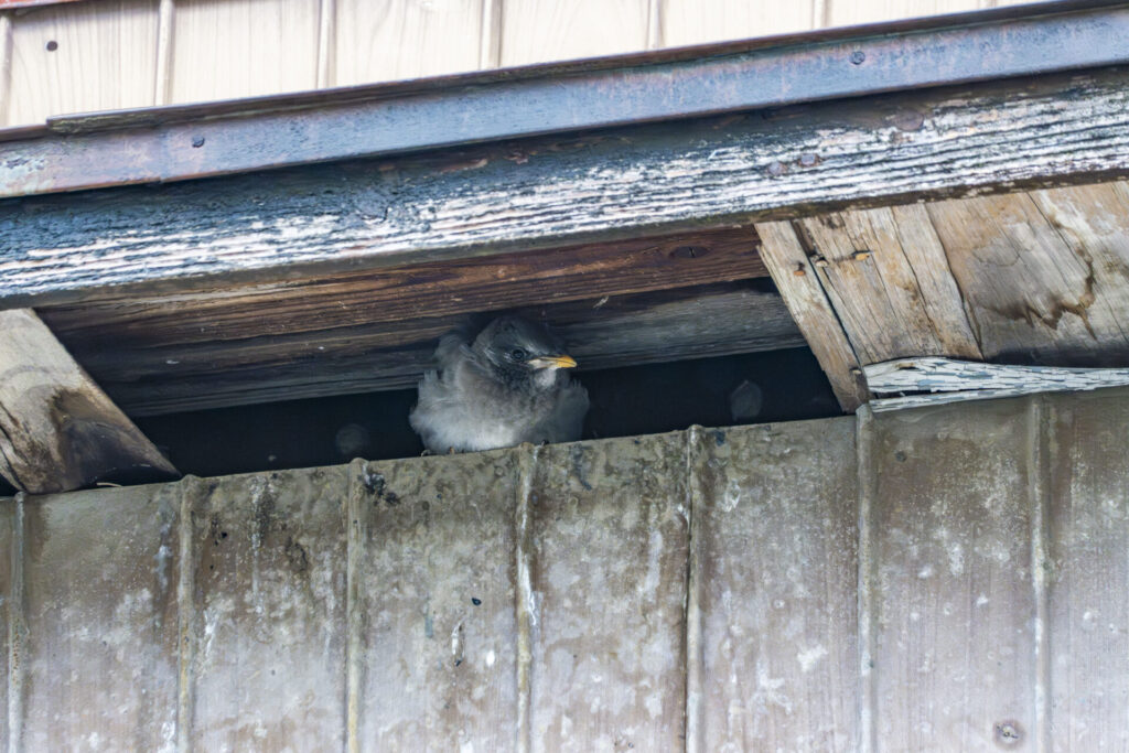 ムクドリのヒナ