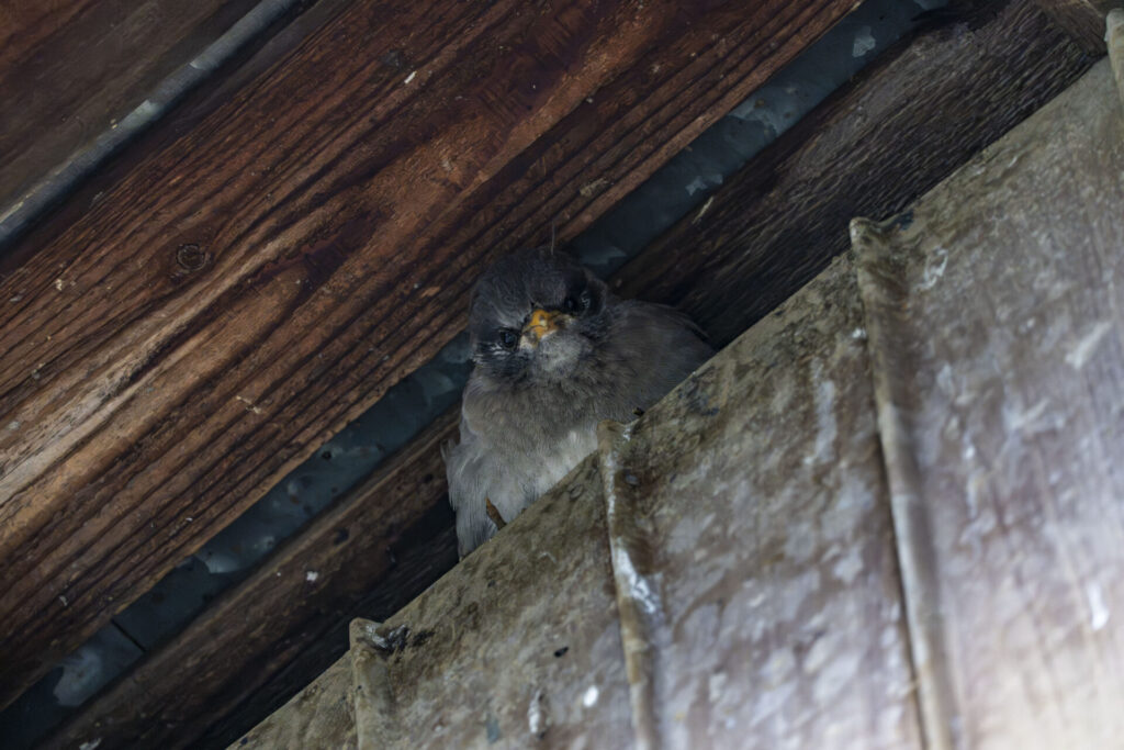 ムクドリのヒナ