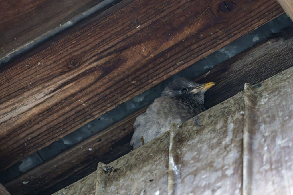 ムクドリのヒナ