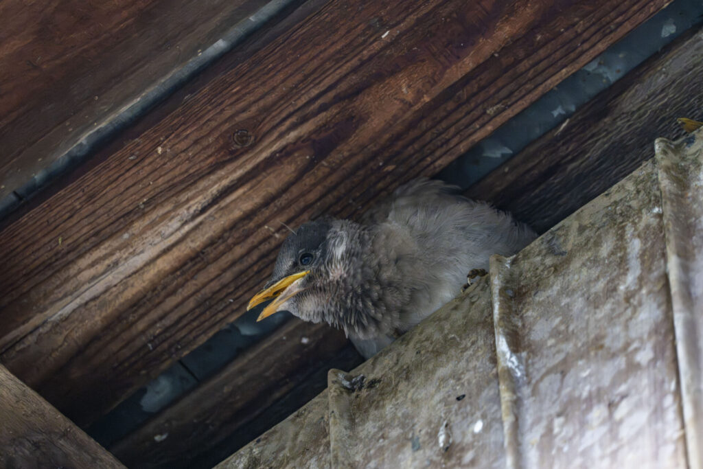 ムクドリのヒナ