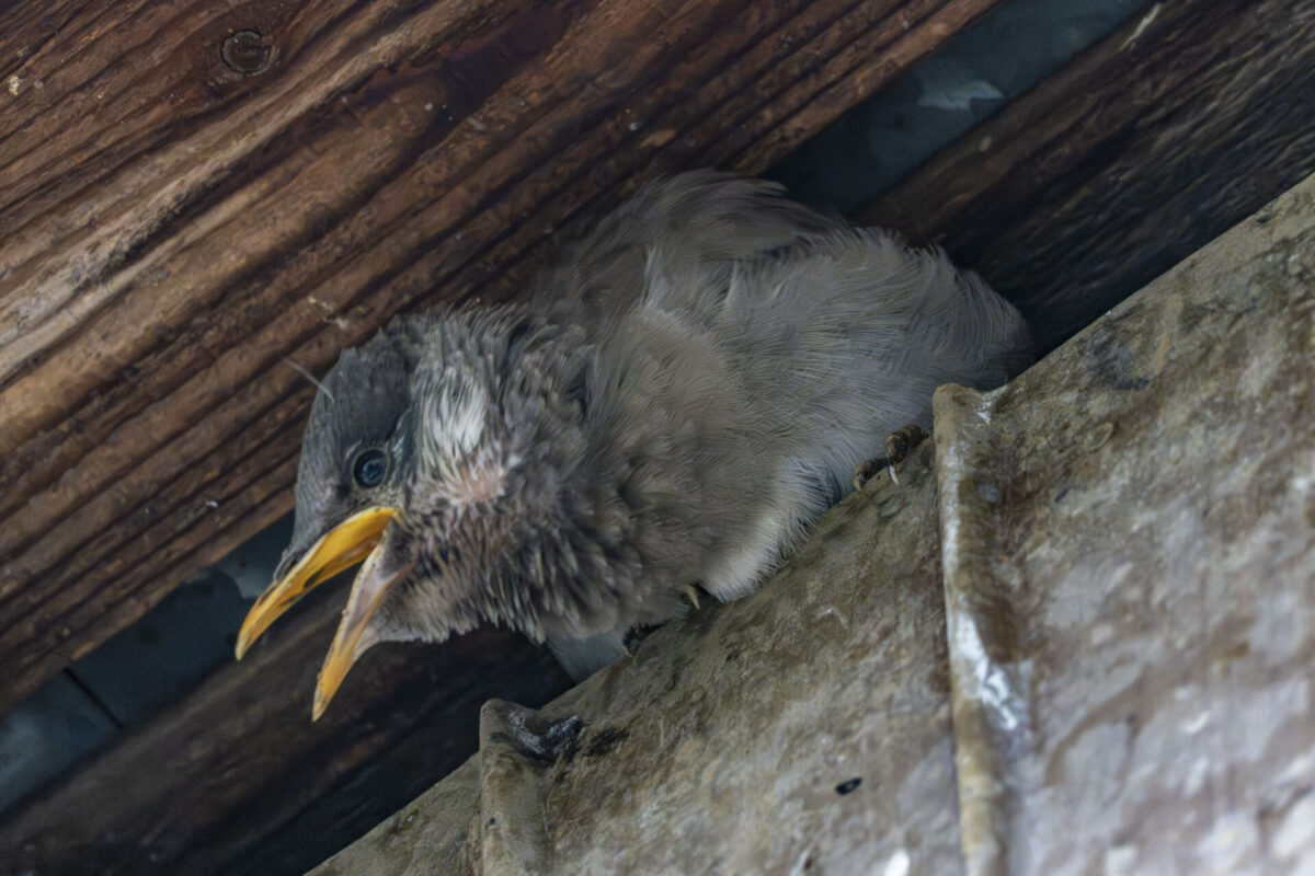 パラメータは多いから楽しい