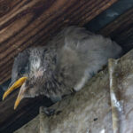 パラメータは多いから楽しい パラメータは多いから楽しい