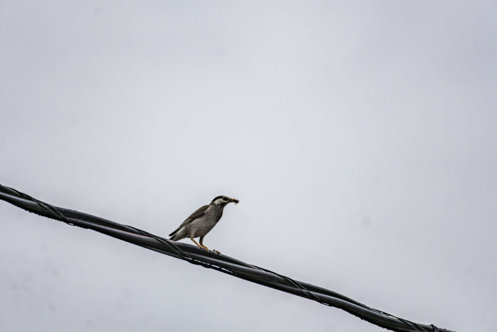 ヒナに餌を運ぶムクドリ