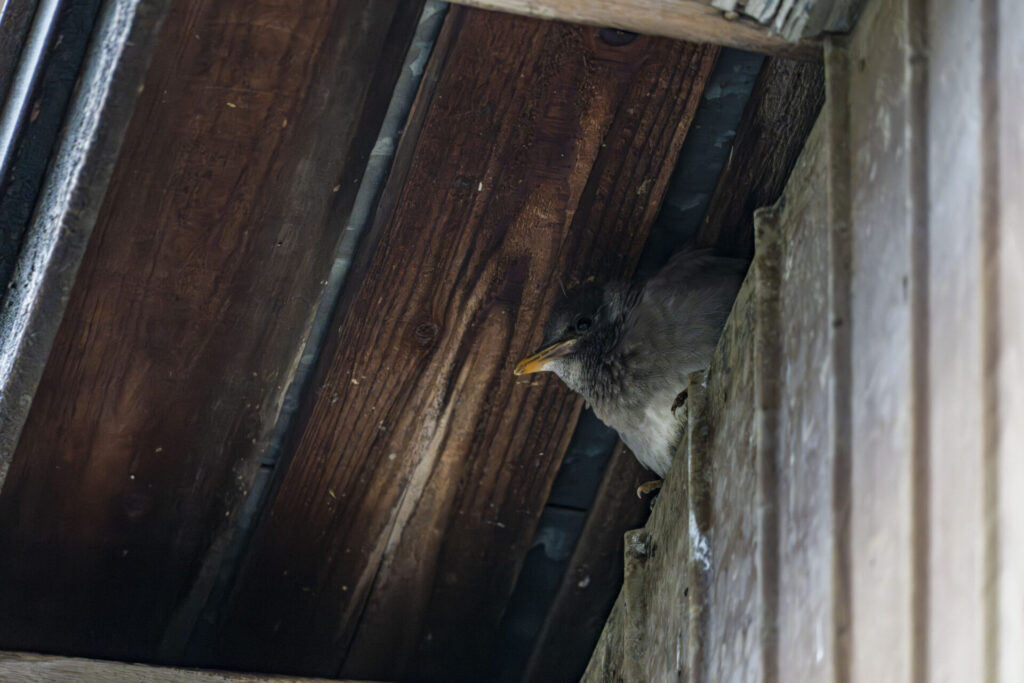 ムクドリのヒナ