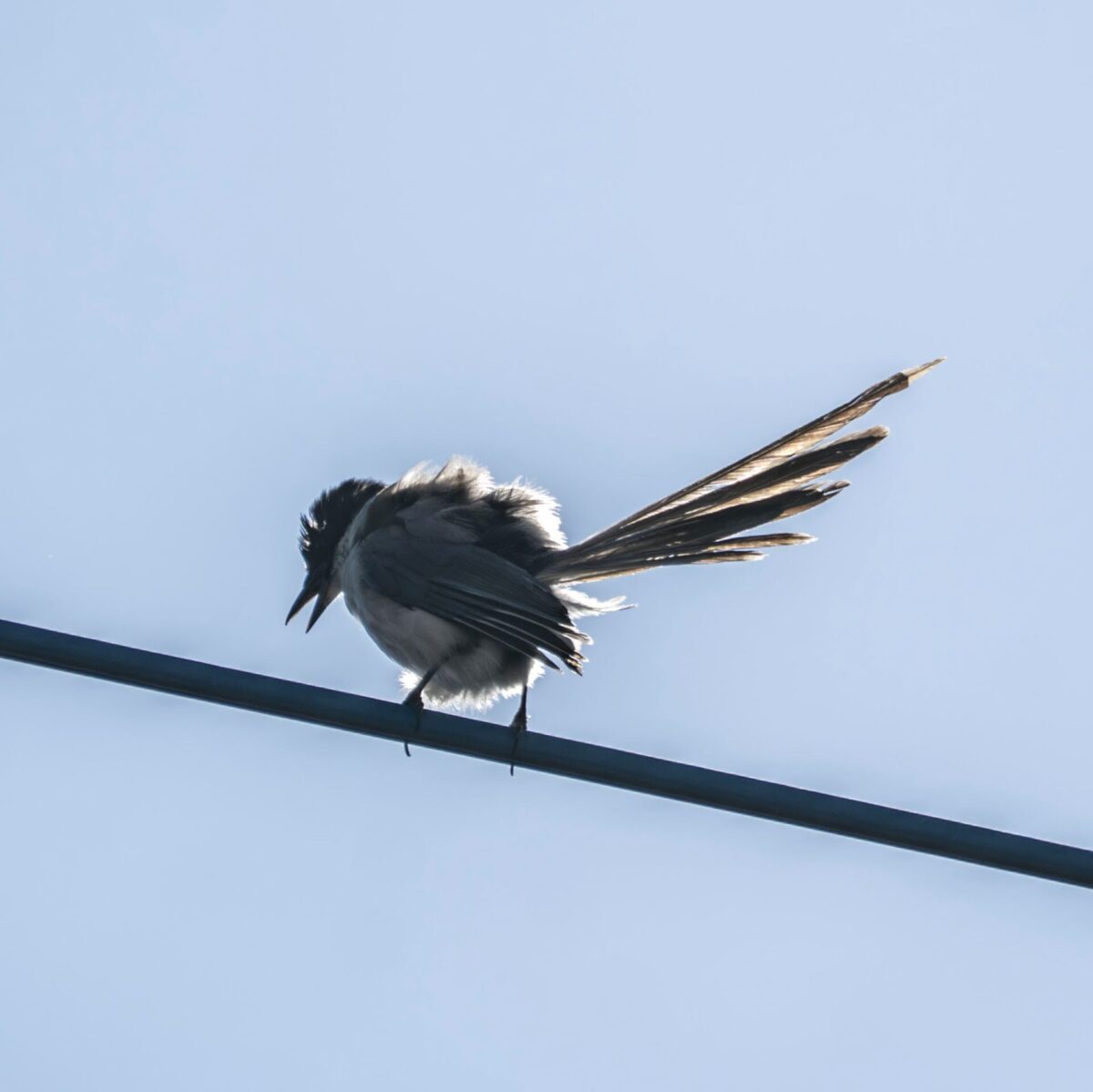 調子とヤル気 調子とヤル気