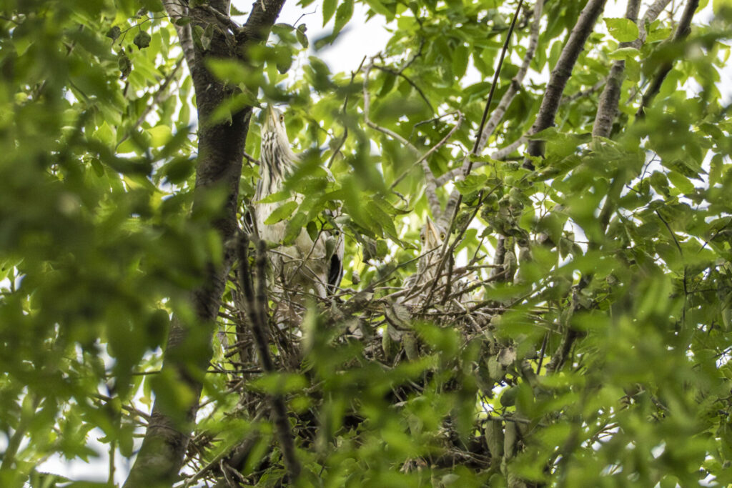 アオサギのヒナ