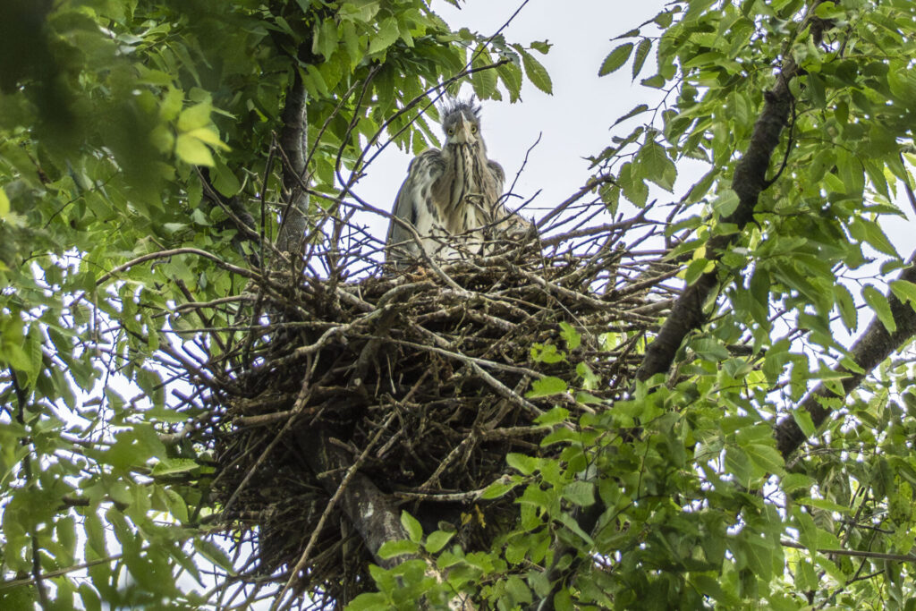 アオサギのヒナ