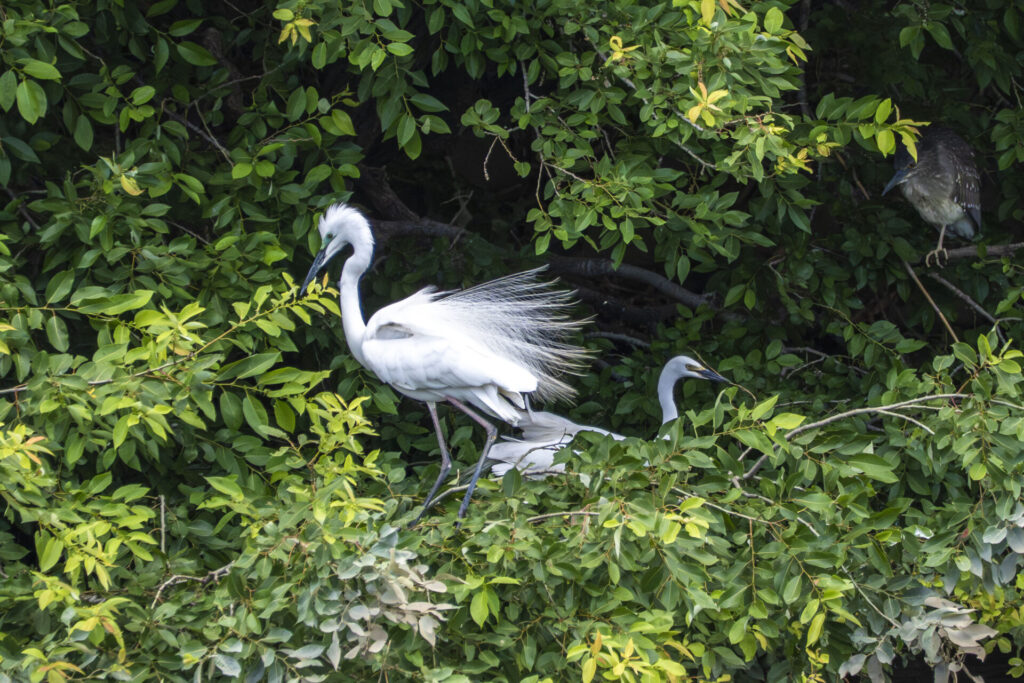ダイサギの飾り羽