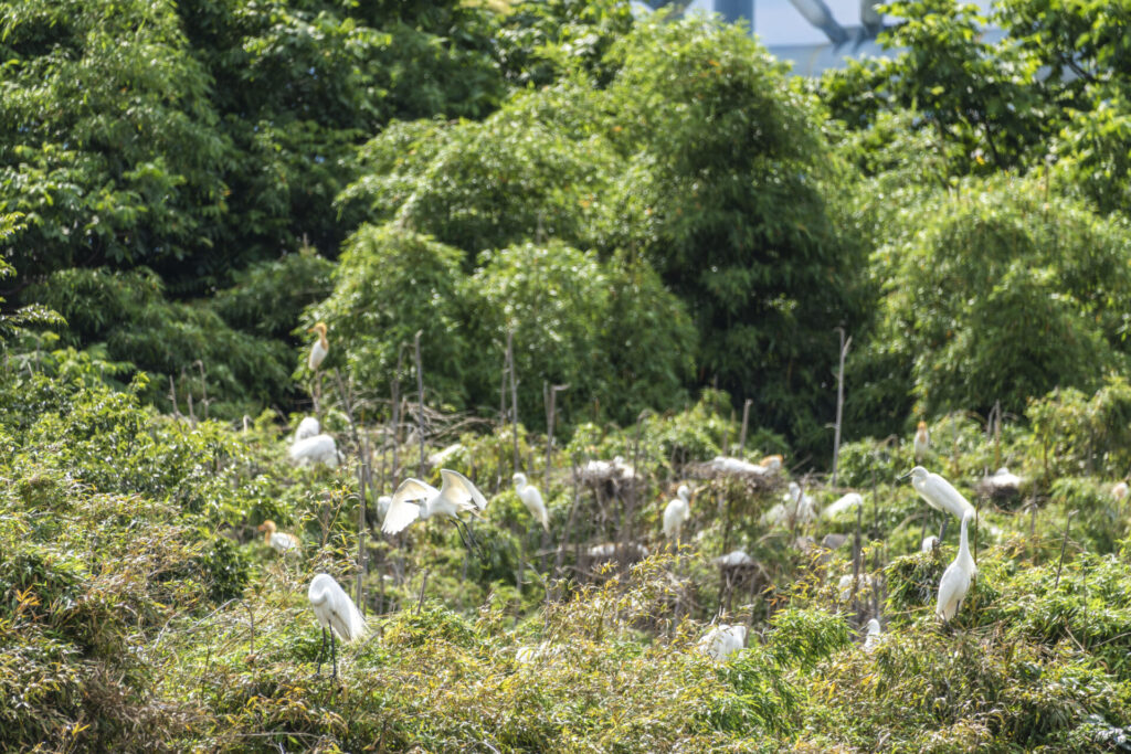 白いサギのコロニー