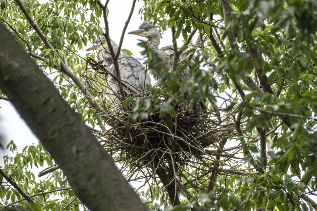 アオサギのヒナ