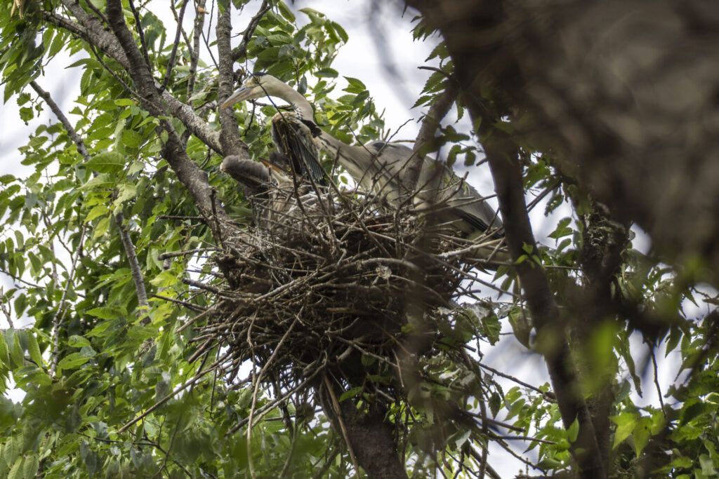 アオサギのヒナ