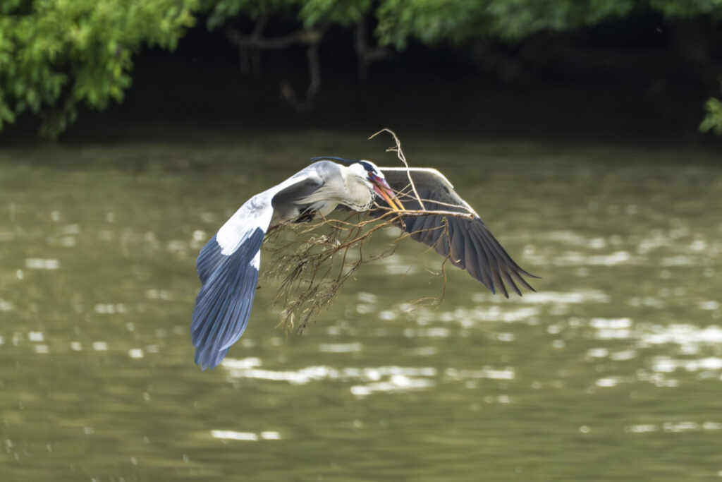 巣材を運ぶアオサギ
