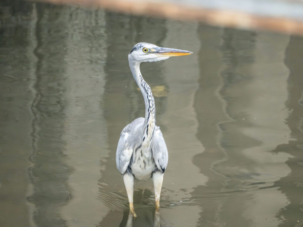 フライング輪廻転生 フライング輪廻転生