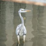 フライング輪廻転生 フライング輪廻転生