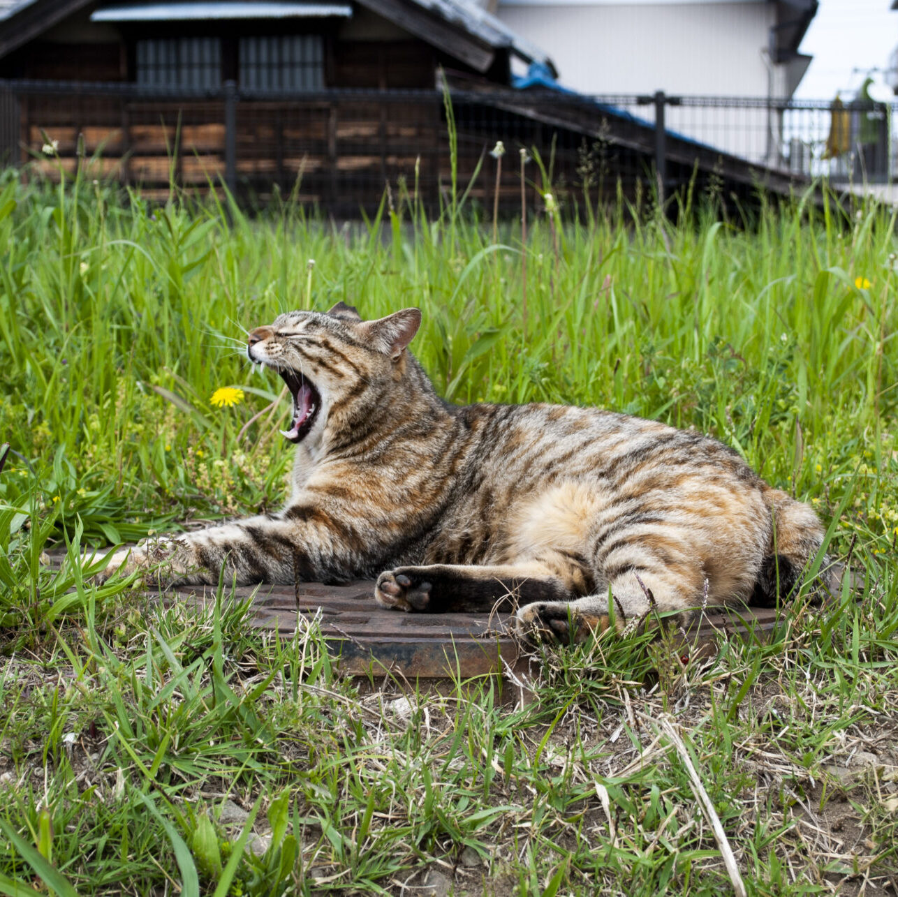 一眼レフカメラとスマホ 一眼レフカメラとスマホ