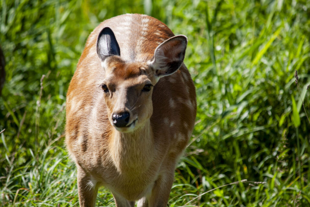 稚内市内のエゾシカ