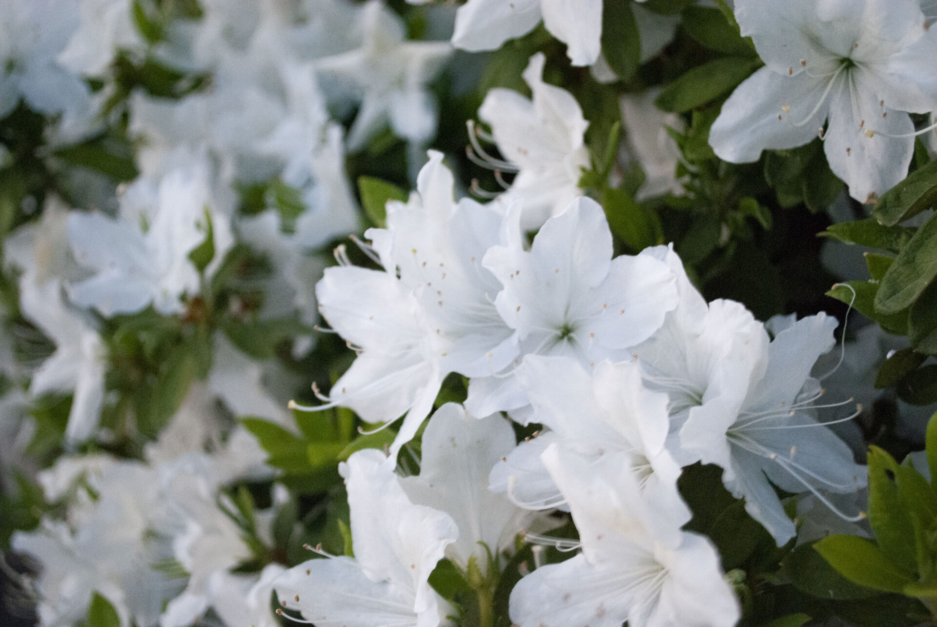 ツツジ ノイズ除去なし