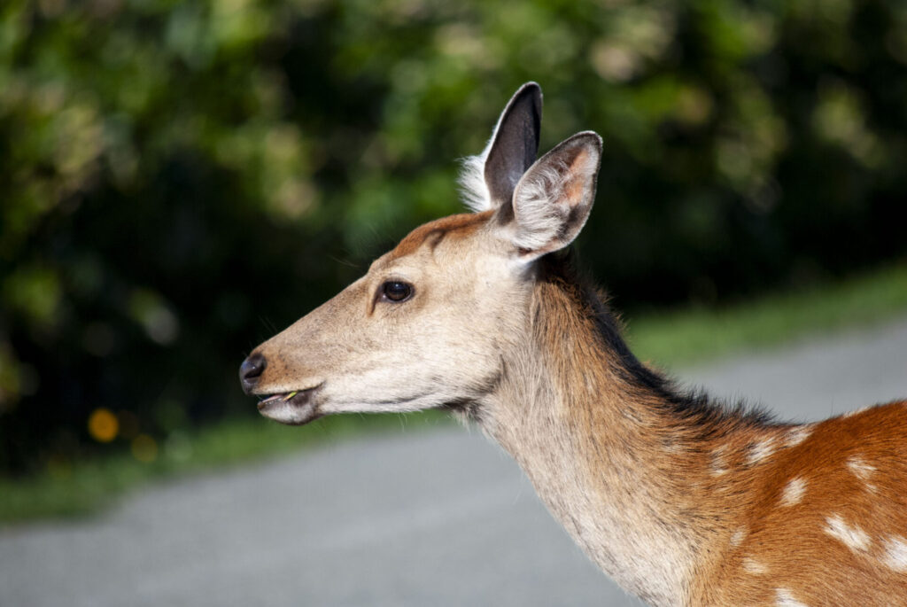 稚内公園のエゾシカ