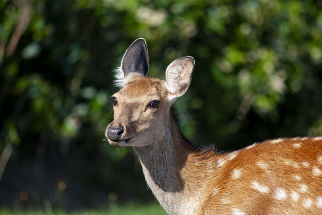 稚内公園のエゾシカ