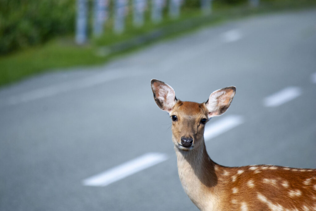 稚内公園のエゾシカ