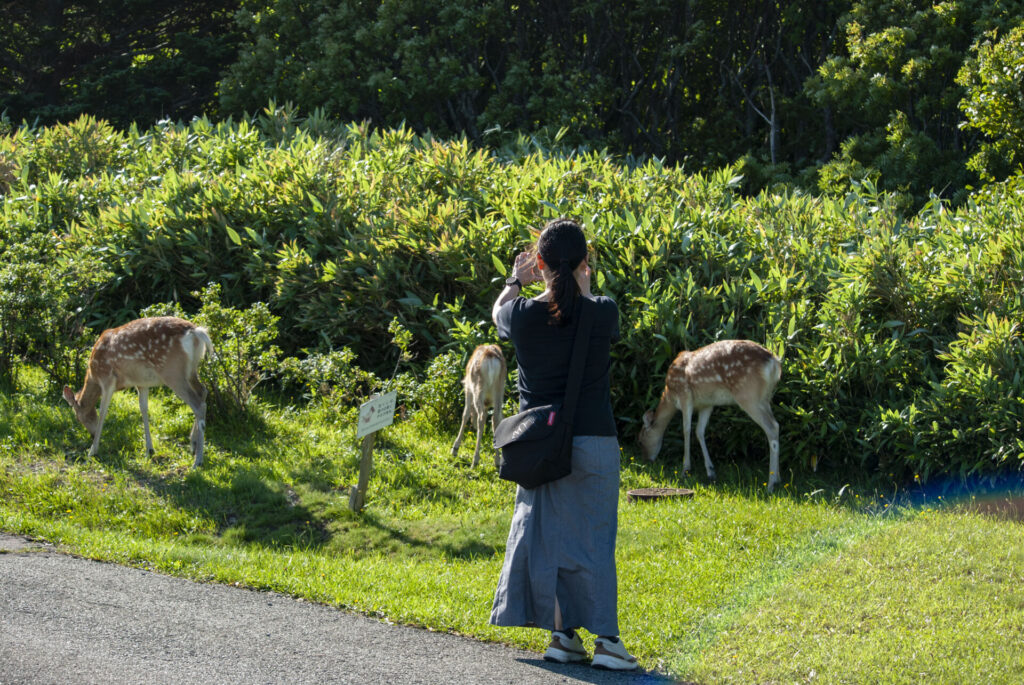 稚内公園のエゾシカ
